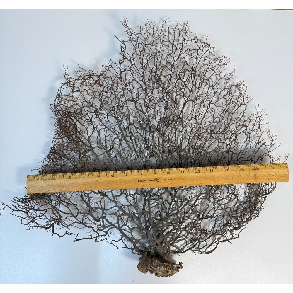 Gorgonia Sea Fan Costal Decor Item Vintage 18" x 18" ***BIG*** - Picture 9 of 9